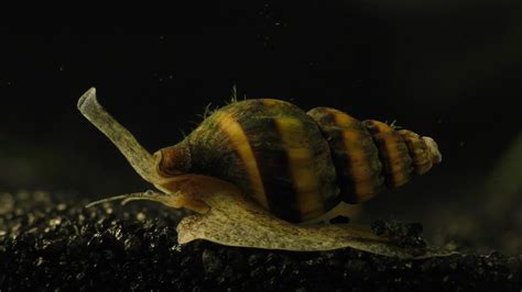 Do Assassin Snails Eat Japanese Trapdoor Snails The 15 Detailed Answer
