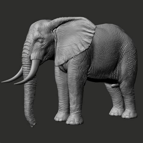 African Elephant Realistic Zbrush D Model Turbosquid