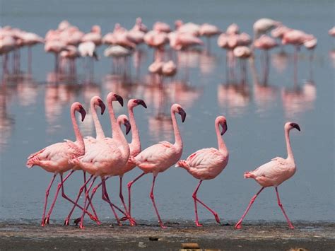 Where Do Flamingos Live Habitat Range Distribution Birdfact