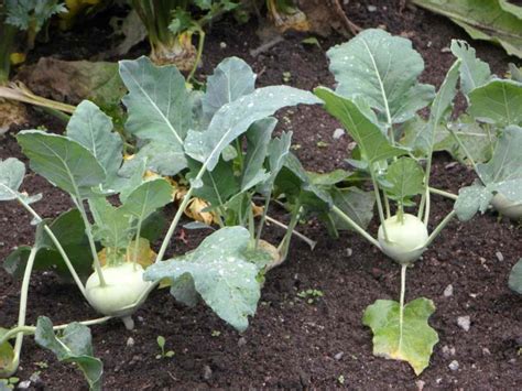 Growing Kohlrabi From Seeds In Containers Indoors Gardening Tips