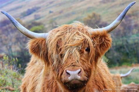 Red Highland Cattle Scottish Breed With Long Horns