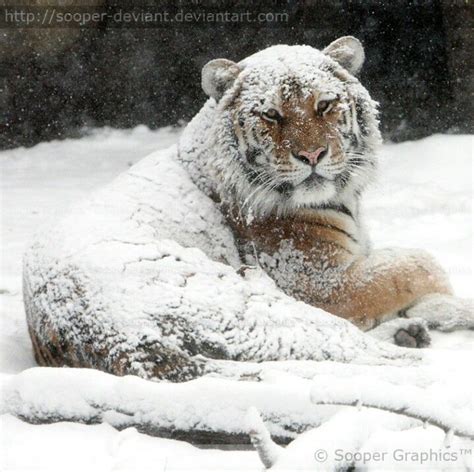 Snowy Tiger Beautiful Cats Animals Beautiful Lovely Big Cats Cool