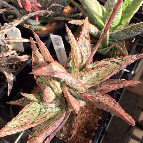 The leaves are arranged in a tuft, simple, lanceolate and. Aloe Pink Blush | A Aloe hybrids for pots | Cactus, Aloe ...