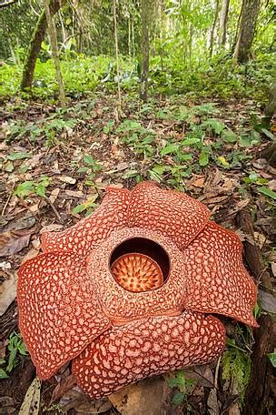 Download gambar sketsa vignette gambar doodle flora populer dan via gambar.co.id. Fantastis 16+ Gambar Bunga Rafflesia Simple - Gambar Bunga ...