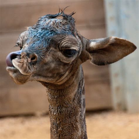 Giraffe Is First Birth At Houston Zoos African Forest Zooborns