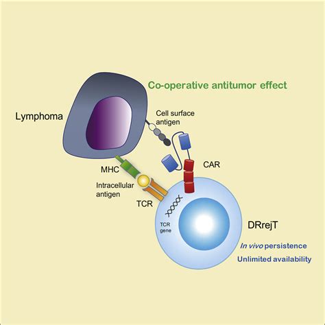 Dual Antigen Targeted IPSC Derived Chimeric Antigen Receptor T Cell