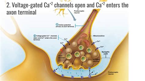 Chemical Synapse Youtube