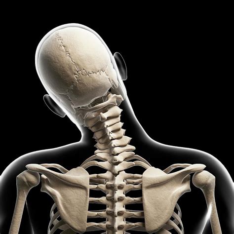 Human Skull And Neck Bones Photograph By Sebastian Kaulitzki Fine