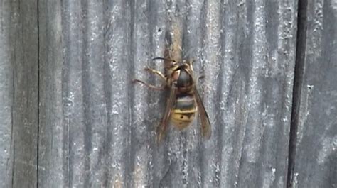 Queen Wasp Chewing Wood To Build Her Wasp Nest Youtube