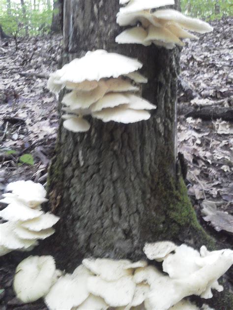 Oyster Mushrooms Mushroom Hunting And Identification Shroomery