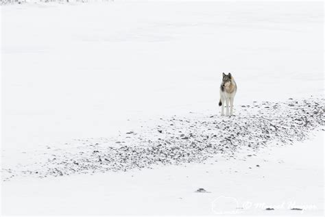 Marcel Huijser Photography Wolves