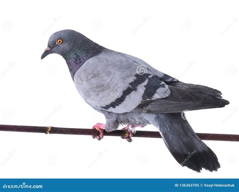 Gray Dove Isolated Stock Image Image Of Gray White 136363705
