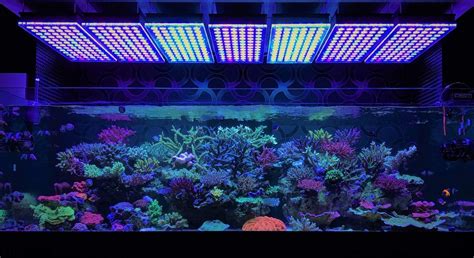 Amazing Japanese Reef Tank Under Atlantik V4 Led Lighting Reef