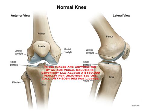Amicus Illustration Of Amicus Anatomy Knee Bones Femur Patella Condyle