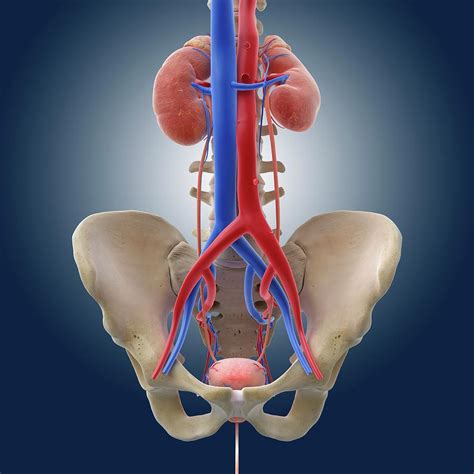 Urinary System Photograph By Springer Medizin Science Photo Library Hot Sex Picture