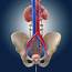 Urinary System Photograph By Springer Medizin/science Photo Library