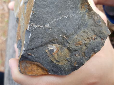 제3차 화석 탐사 태백산 직운산층에서 만난 삼엽충과 완족류 5억년 전 태백의 기억을 더듬다 어린이과학동아