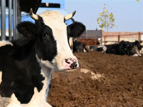 Cows In Texas Had Their Tongues Genitals And Anuses Removed With