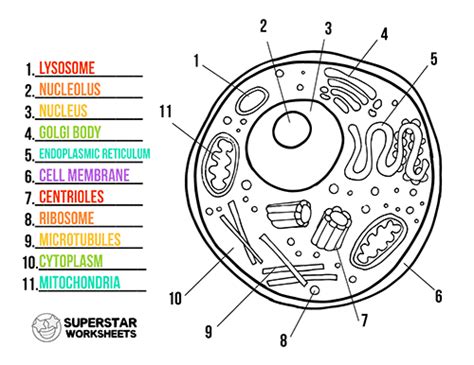 Label the parts of an animal cell worksheet answer key. Animal Cell Worksheet - Superstar Worksheets