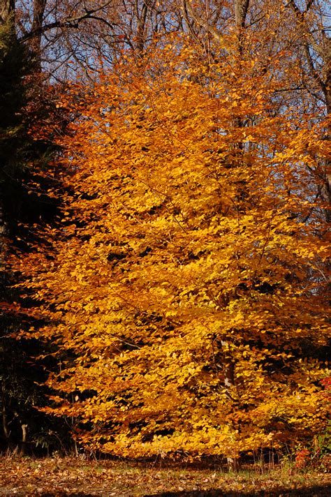 Datajacopper Beech Fagus Sylvatica F Purpurea Autumn Tree 2000px