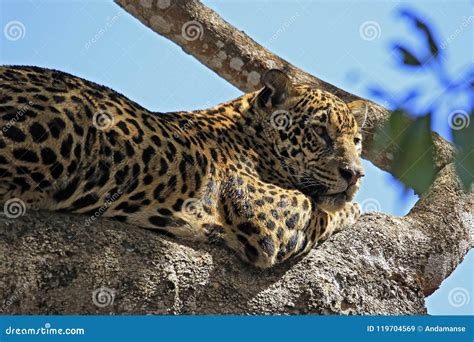 Jaguar Resting In Tree Stock Image Image Of Grosso 119704569