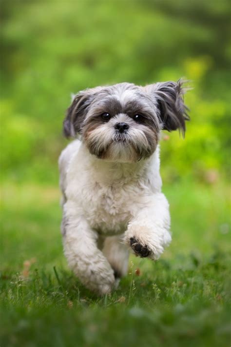 39 Tiny Dog Breed Miniature Image 8k Ukbleumoonproductions