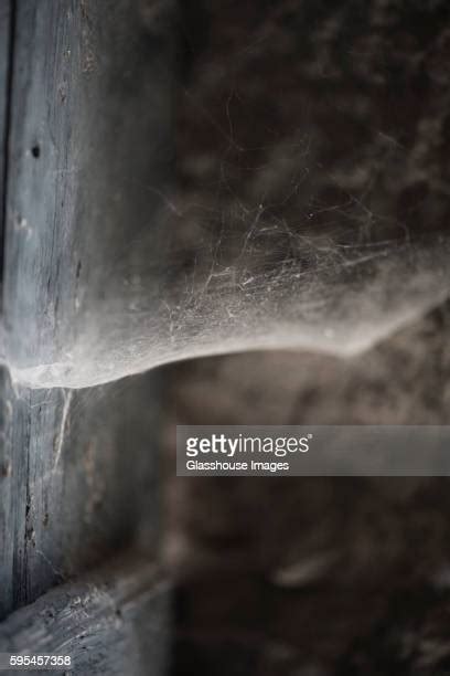 Corner Spider Photos And Premium High Res Pictures Getty Images