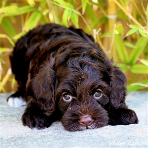 The cheapest offer starts at £1,700. Chocolate Miniature Labradoodle Goldenacresdogs Com | Dog ...