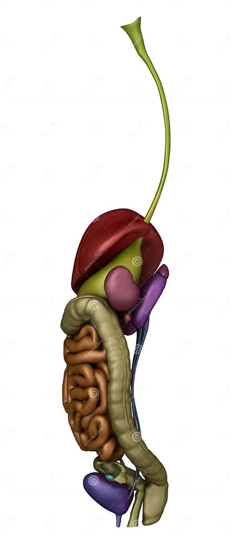 Female Abdominal Organs Right Lateral View Stock Illustration