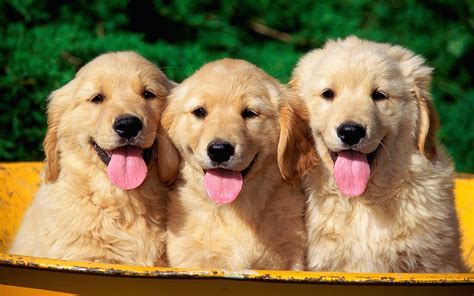 Golden Retriever Puppies Wallpaper Wallpaper Wide Hd