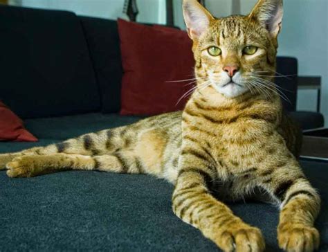Top 10 Most Expensive Cat Breeds In The World