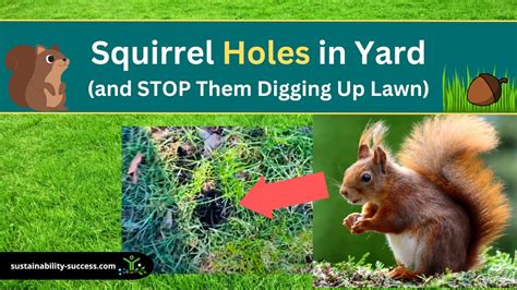 Squirrel Holes In Yard Stop Them Digging Up Lawn