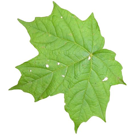 Plant Textures Leaf02png