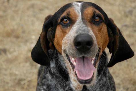 Coonhound Dog Breeds Facts Advice And Pictures Mypetzilla Uk