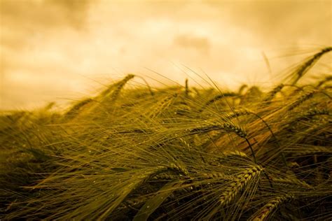 Récolte Blé Agriculture · Photo Gratuite Sur Pixabay