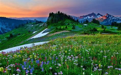 Mountain Flowers In The Spring Hd Wallpaper Background