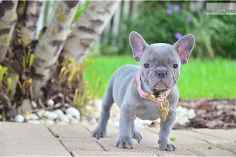 All sales are done online by phone, email and puppies will be hand delivered to you at a public access point or directly to your home! Minnie: French Bulldog puppy for sale near Fort Lauderdale ...