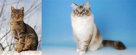 Tabby Vs Birman Breed Comparison Mycatbreeds