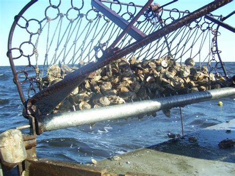 Oyster Dredge Downeast Boat Forum