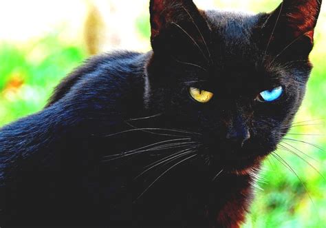 Odd Eyed Cat Black Cat Blue Eyes