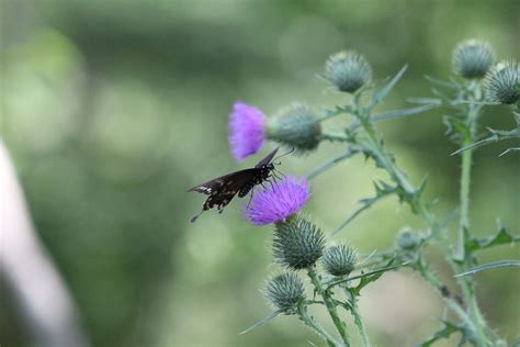 We did not find results for: All about that nectar! | Flowers, Plants, Nature