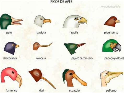 Tipos De Aves Y Sus Nombres Características Y Ejemplos