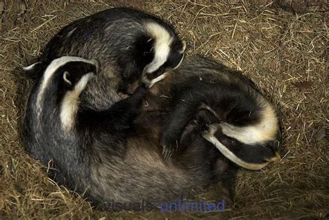 European Badgers Sleeping Meles Meles Visuals Unlimited British