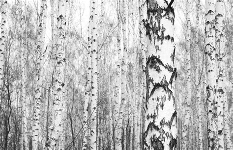 Black And White Photo Of White Birch Trees With Beautiful Birch Bark