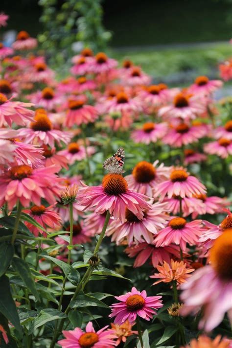 Best Perennials For Late Summer Color Longfield Gardens Late Summer