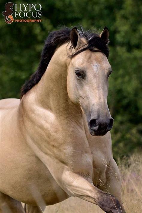 Buckskin is a hair coat color of horses, referring to a color that resembles certain shades of tanned deerskin. 82 best BUCKSKIN HORSES images on Pinterest | Beautiful ...