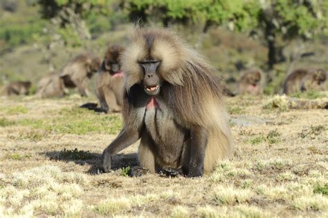 Gelada Baboon (6) | Simien Mountains | Pictures | Ethiopia in Global ...