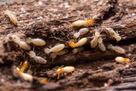 Formosan Termites Pestop