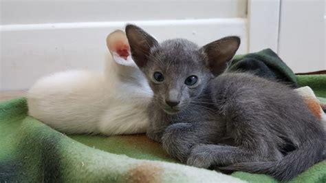 Gorgeous Litter Of Gccf Registered Siamese Ukpets
