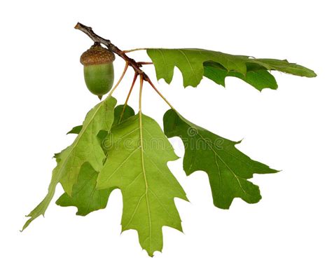 2453 White Oak Acorn Growth Stock Photos Free And Royalty Free Stock